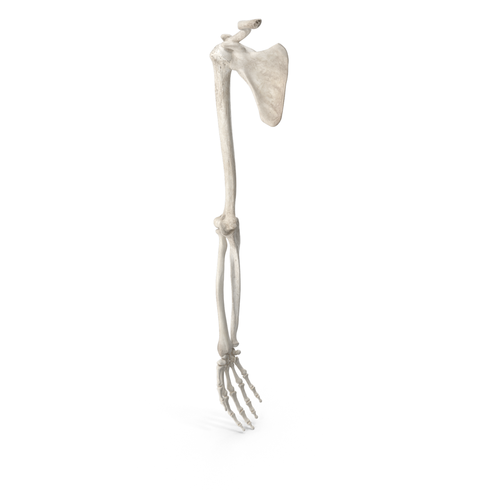 Osteopata Barcelona